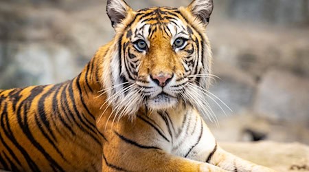 Tierpark Berlin sucht Namen und Paten für Sumatra-Tigerweibchen