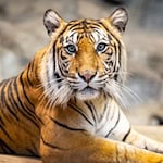 Tigerweibchen Mayang brachte 2024 auch die Zwillinge Ede und Kuno zur Welt. (Archivbild) / Foto: Tierpark Berlin/dpa