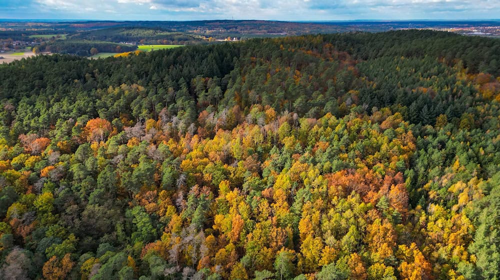 Eine Bürgerinitiative will die Abholzung eines Waldgebietes für ein großes Gewerbe- und Industriegebiet bei Fürstenwalde/Spree verhindern. (Symbolbild)  / Foto: Patrick Pleul/dpa