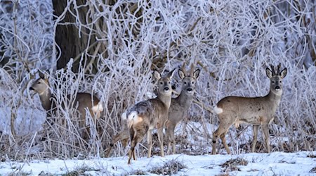 Landkreis Oder‑Spree ruft Notzeit für Wildtiere aus — Fütterung erlaubt