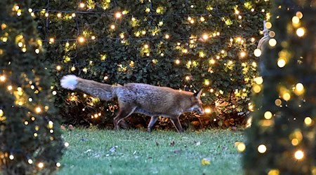 Besonders viele Anfragen bei «Wildtiernah» gab es unter anderem zu Füchsen. (Symbolbild) / Foto: Britta Pedersen/dpa