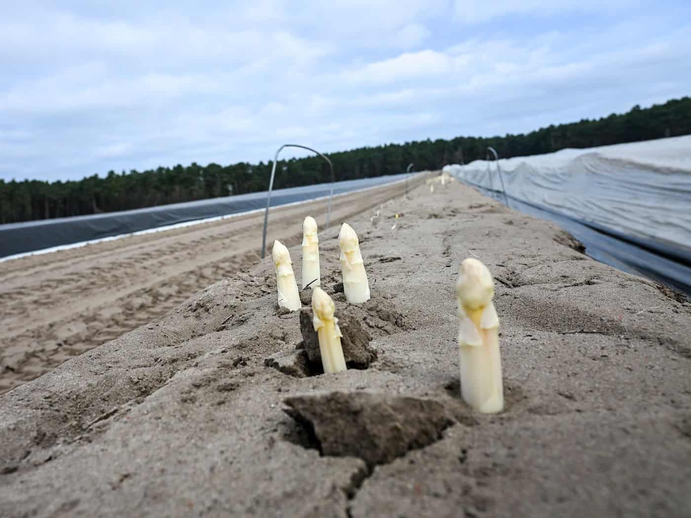 Ende März soll die Erntezeit für Beelitzer Spargel beginnen. (Archivbild) / Foto: Jens Kalaene/dpa