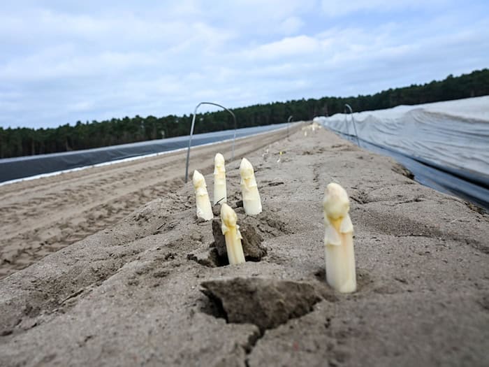 Ende März soll die Erntezeit für Beelitzer Spargel beginnen. (Archivbild) / Foto: Jens Kalaene/dpa
