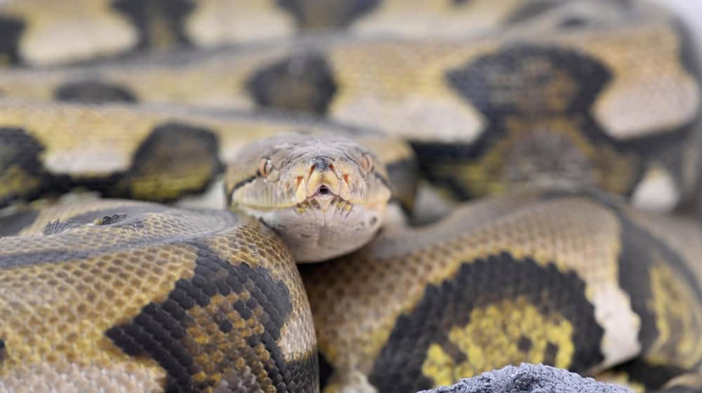 Die Landestierschutzbeauftragte in Brandenburg will die private Haltung von exotischen Reptilien - hier ein Netzpython - verbessern. (Symbolbild) / Foto: Felix Hörhager/dpa