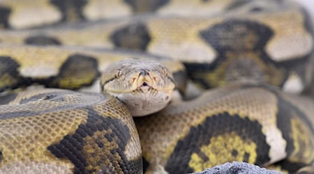 Die Landestierschutzbeauftragte in Brandenburg will die private Haltung von exotischen Reptilien - hier ein Netzpython - verbessern. (Symbolbild) / Foto: Felix Hörhager/dpa