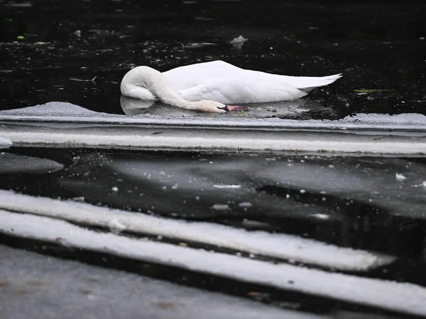 Im Landwehrkanal trieben tote Schwäne tagelang im Wasser oder waren festgefroren im Eis. (Archivbild) / Foto: Britta Pedersen/dpa