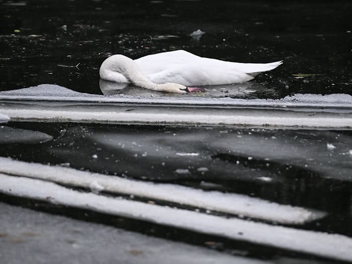 Im Landwehrkanal trieben tote Schwäne tagelang im Wasser oder waren festgefroren im Eis. (Archivbild) / Foto: Britta Pedersen/dpa