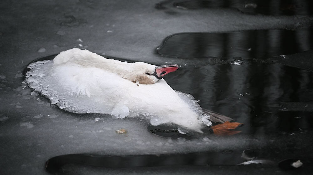 Der Anblick der toten Tiere macht viele Passanten betroffen. / Foto: Britta Pedersen/dpa