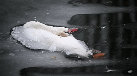Zehn tote Schwäne auf zugefrorenem Landwehrkanal in Kreuzberg