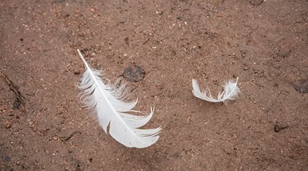 Im Landkreis Teltow-Fläming ist die Vogelgrippe festgestellt worden. (Symbolbild) / Foto: Silas Stein/dpa