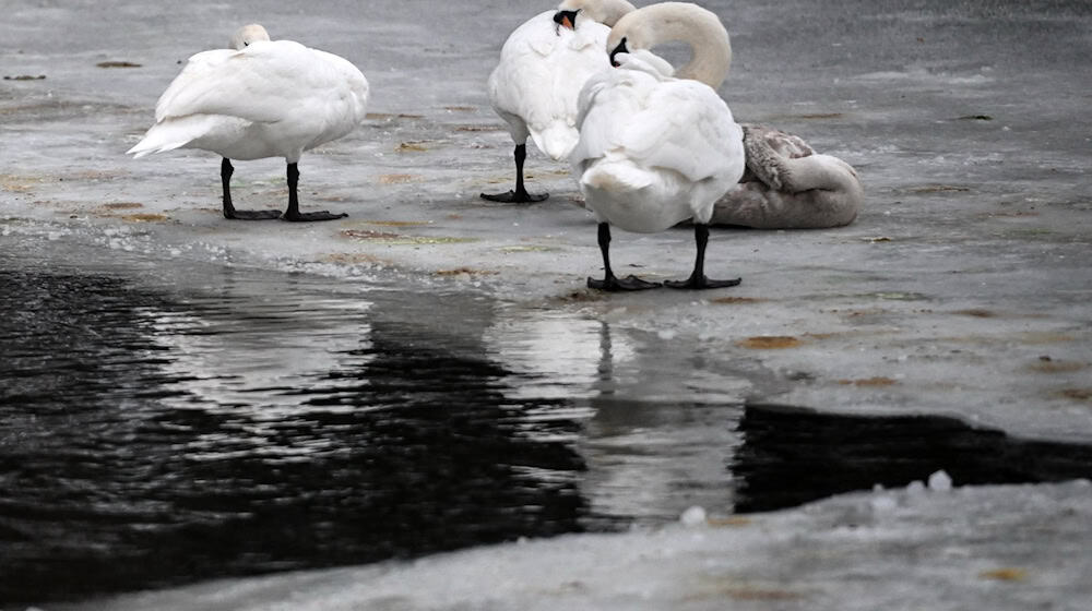 Frost und vereiste Gewässer setzen Wildvögeln wie Schwänen derzeit zu. (Archivbild) / Foto: Britta Pedersen/dpa