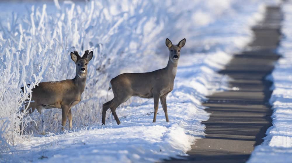 Für Rehwild können der harte Schnee und Eisschichten gefährlich werden. (Archivbild) / Foto: Patrick Pleul/dpa