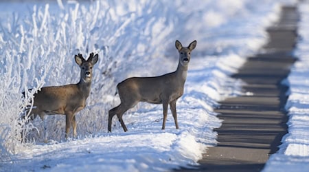 Für Rehwild können der harte Schnee und Eisschichten gefährlich werden. (Archivbild) / Foto: Patrick Pleul/dpa