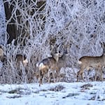 Frost und Eis bedrohen Brandenburgs Wildtiere. (Archivbild) / Foto: Patrick Pleul/dpa