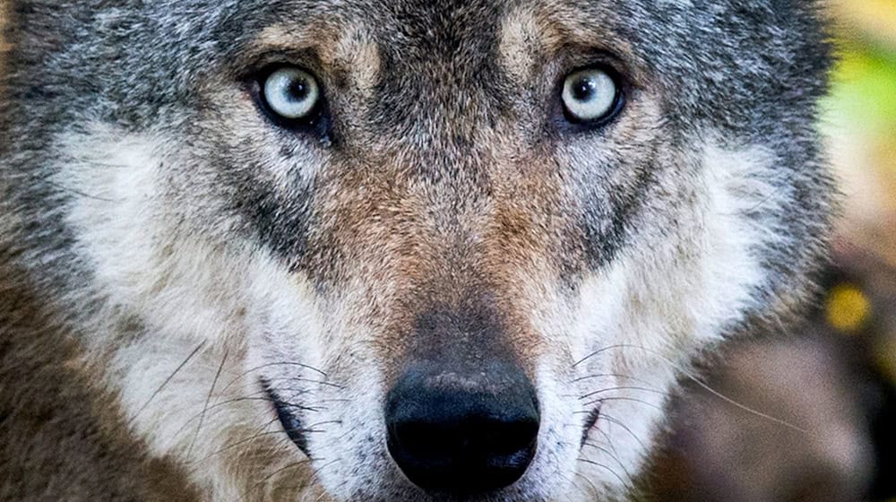 In der Lausitz werden immer wieder Wolfssichtungen gemeldet. Dieser Wolf hier wurde in einem Gehege fotografiert. (Symbolbild) / Foto: Julian Stratenschulte/dpa