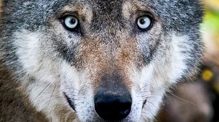 In der Lausitz werden immer wieder Wolfssichtungen gemeldet. Dieser Wolf hier wurde in einem Gehege fotografiert. (Symbolbild) / Foto: Julian Stratenschulte/dpa