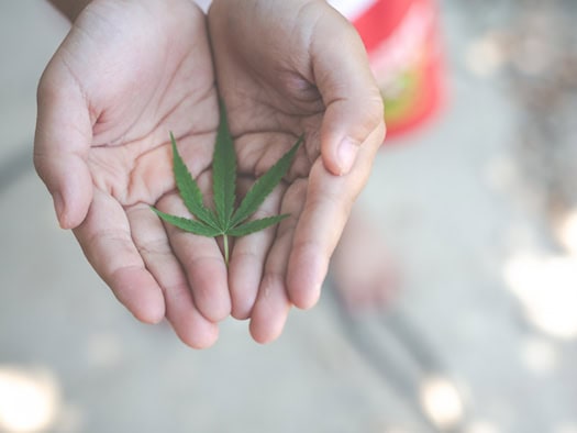 Hände halten ein einzelnes grünes Cannabisblatt – Symbol für die medizinische und therapeutische Nutzung der Pflanze.