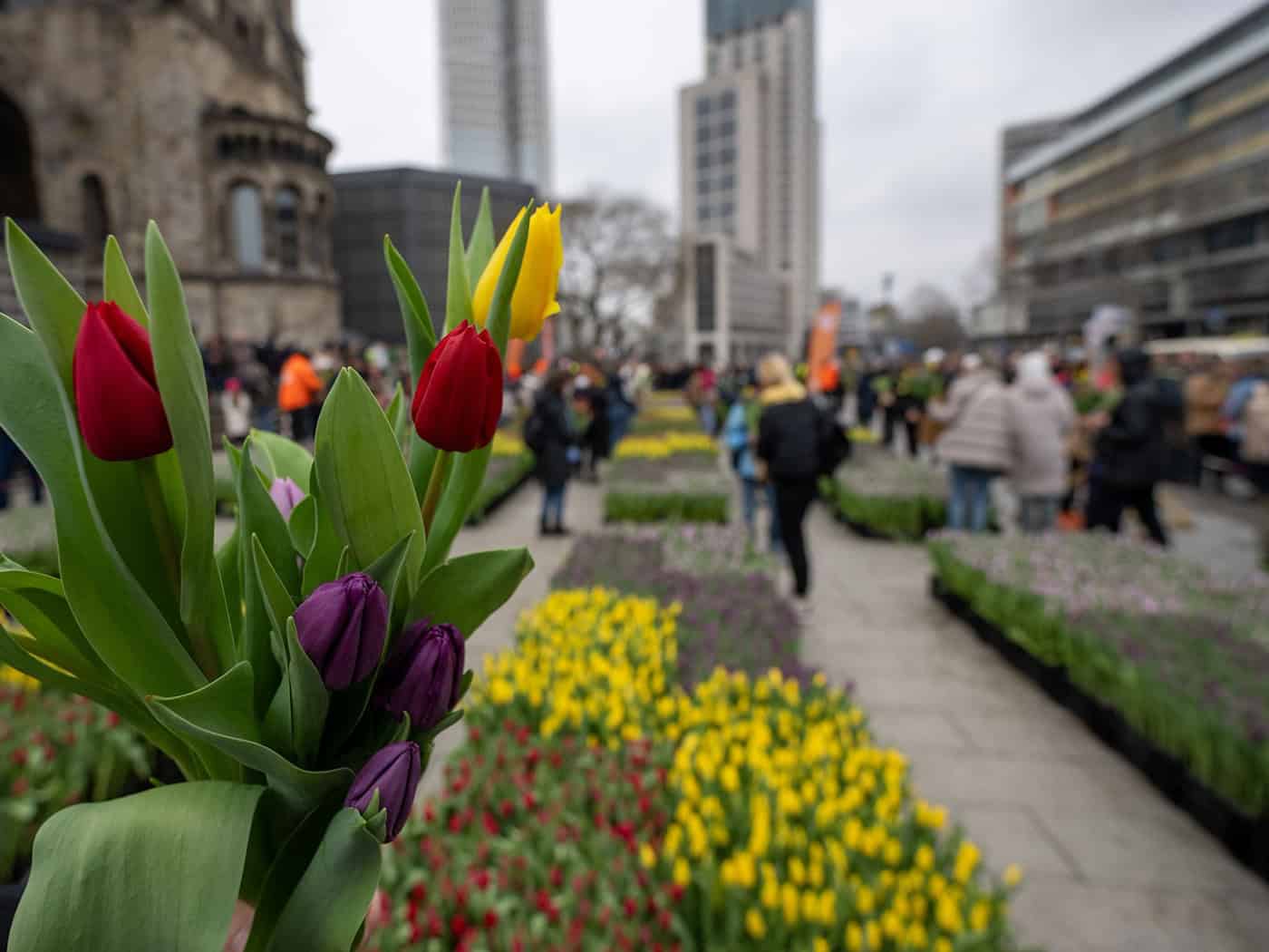 «Tulip Day Berlin» auf dem Breitscheidplatz. (Archivbild) / Foto: Christophe Gateau/dpa