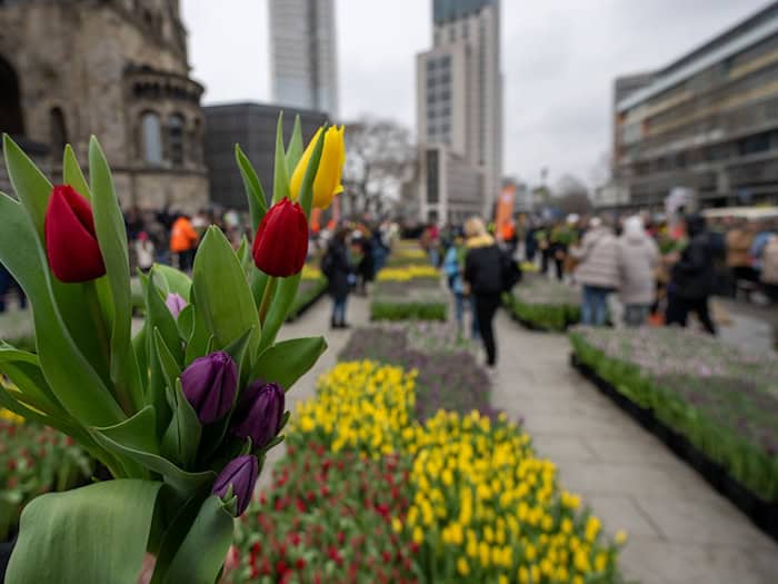 «Tulip Day Berlin» auf dem Breitscheidplatz. (Archivbild) / Foto: Christophe Gateau/dpa