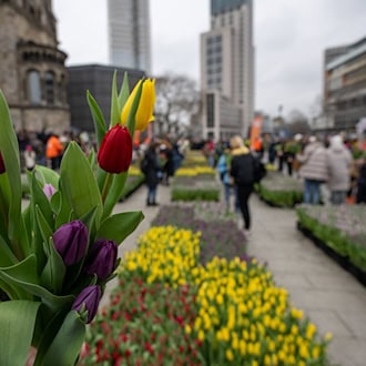 «Tulip Day Berlin» auf dem Breitscheidplatz. (Archivbild) / Foto: Christophe Gateau/dpa