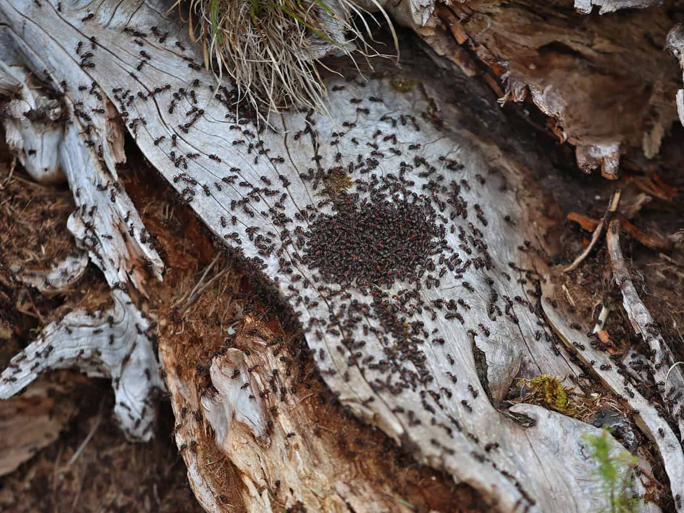 Ameisen melken Blattläuse und ernähren sich von ihren Ausscheidungen, dem Honigtau. (Symbolbild). / Foto: Karl-Josef Hildenbrand/dpa