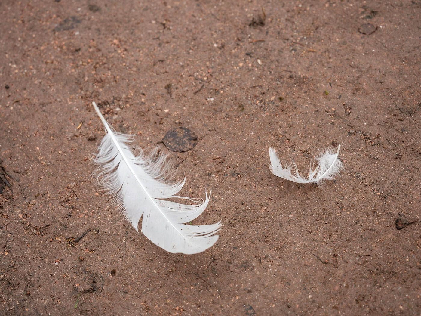 Die Schutzmaßnahmen können aufgehoben werden. (Archivbild) / Foto: Silas Stein/dpa