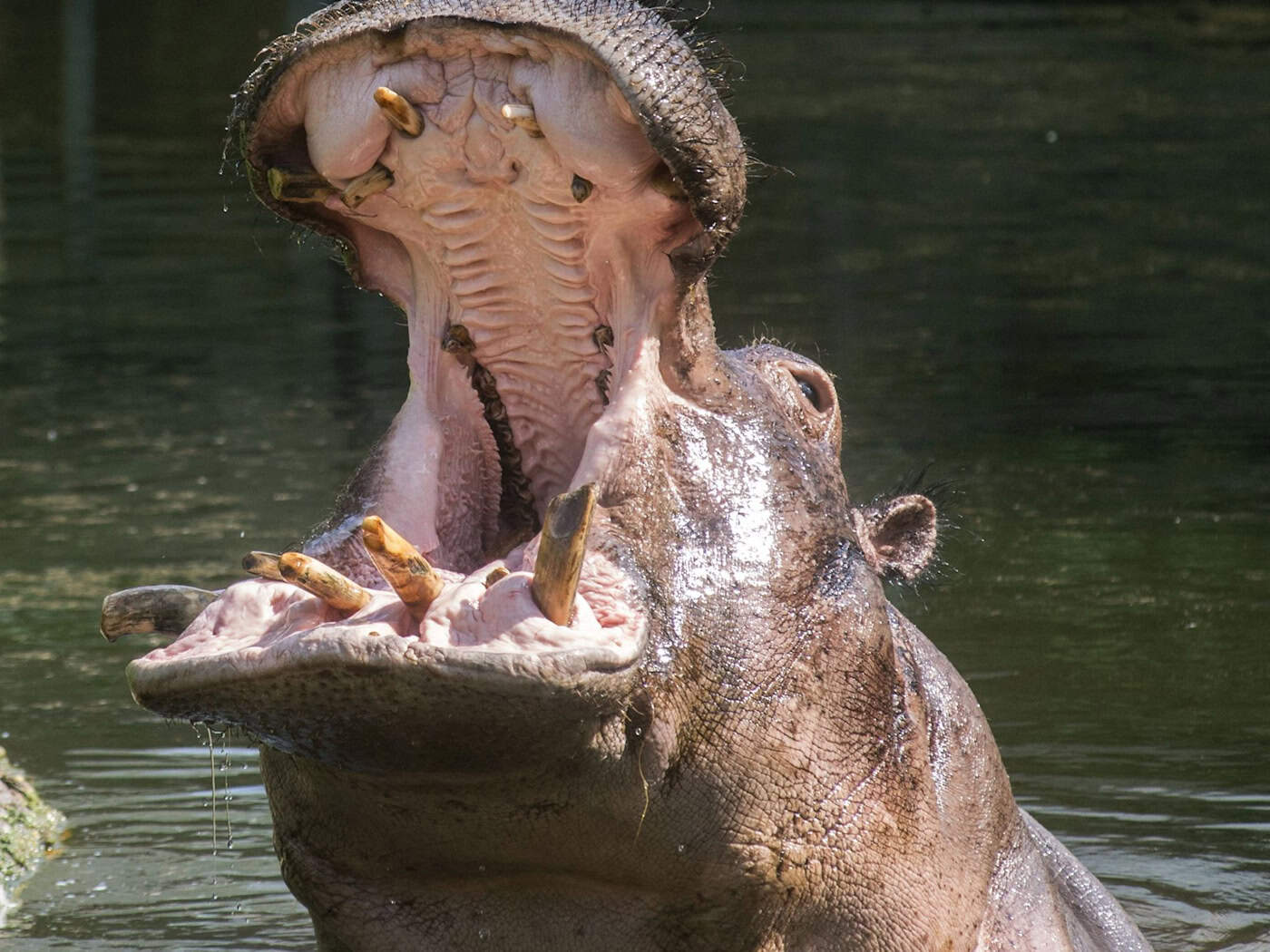 Nilpferde zählen zu den größten an Land lebenden Säugetieren und verbringen einen Großteil ihres Lebens im Wasser. / Foto: -/Zoo Berlin/dpa