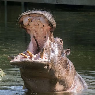 Nilpferde zählen zu den größten an Land lebenden Säugetieren und verbringen einen Großteil ihres Lebens im Wasser. / Foto: -/Zoo Berlin/dpa