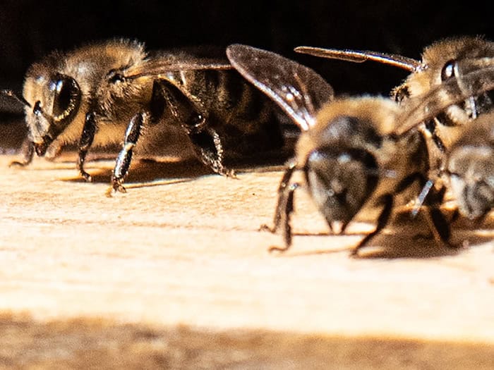 Bundestagsbienen in Berlin überstehen den Winter auf Jakob-Kaiser-Haus
