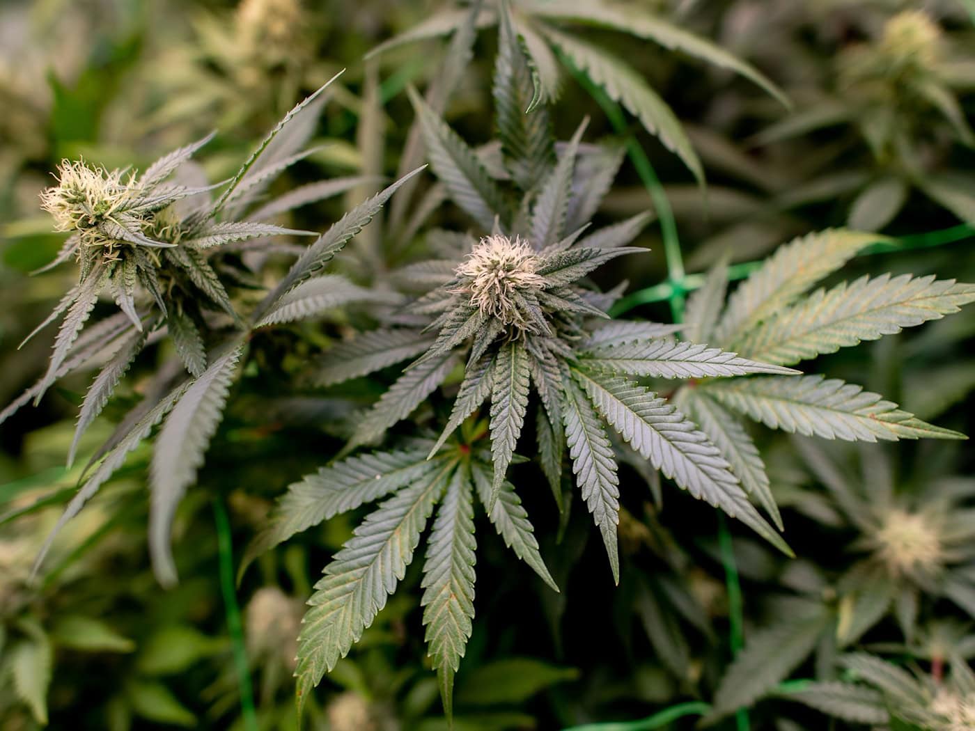 Einen der Verdächtigen traf die Polizei bei den Durchsuchungen an. (Archivbild) / Foto: Hauke-Christian Dittrich/dpa