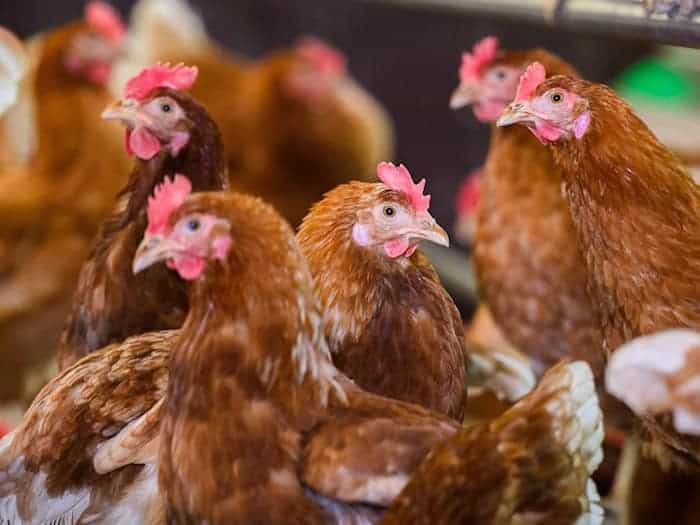 Viele hunderttausend Legehennen wurden in Brandenburg wegen des Ausbruchs der Newcastle-Krankheit getötet, dazu kommt noch weiteres Geflügel. (Symbolbild)  / Foto: Julian Stratenschulte/dpa