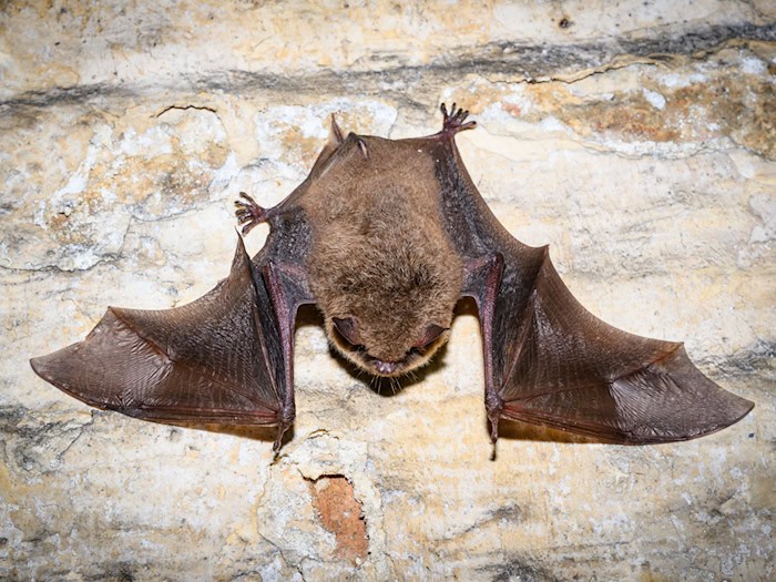 Einmal im Jahr dürfen Besucher die Gewölbe der Alten Brauerei besichtigen. / Foto: Patrick Pleul/dpa