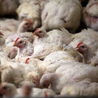 In Brandenburg ist erneut die Newcastle-Krankheit ausgebrochen. (Symbolbild) / Foto: Jens Büttner/dpa-Zentralbild/dpa