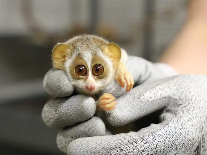 Das Jungtier kam bereits Ende Dezember zur Welt. / Foto: -/Zoo Berlin/dpa