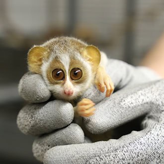 Das Jungtier kam bereits Ende Dezember zur Welt. / Foto: -/Zoo Berlin/dpa