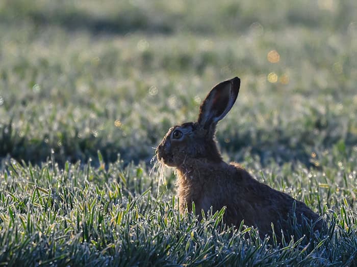 Bei den Brandenburger Feldhasen wurden im vergangenen Herbst etwas mehr Hasen gezählt als im Frühjahr. (Symbolbild) / Foto: Patrick Pleul/dpa