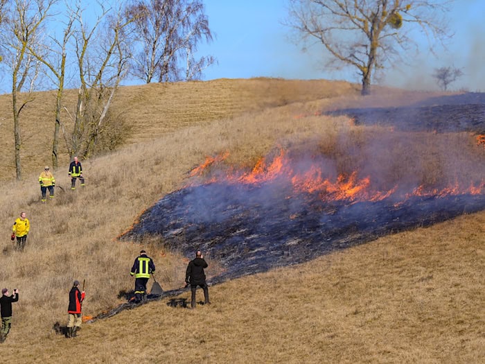 Das kontrollierte Feuer entfernt abgestorbenes Gras aus dem Vorjahr und schafft wieder Licht für Pflanzen. / Foto: Patrick Pleul/dpa