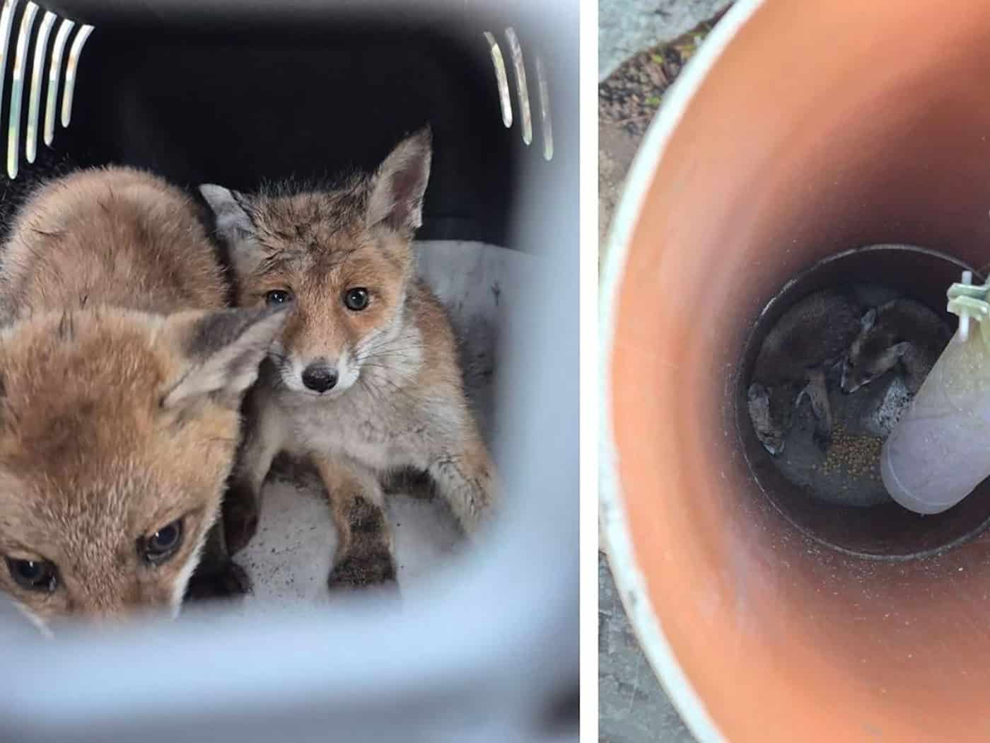 In Berlin gibt es Freiwillige, die sich um verletzte Füchse kümmern.  / Foto: -/Polizei Berlin/dpa