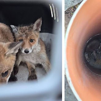 In Berlin gibt es Freiwillige, die sich um verletzte Füchse kümmern.  / Foto: -/Polizei Berlin/dpa