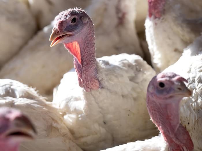 Die Vogelgrippe Virusvariante H5N1 ist hoch ansteckend. (Symbolbild)  / Foto: Sven Hoppe/dpa