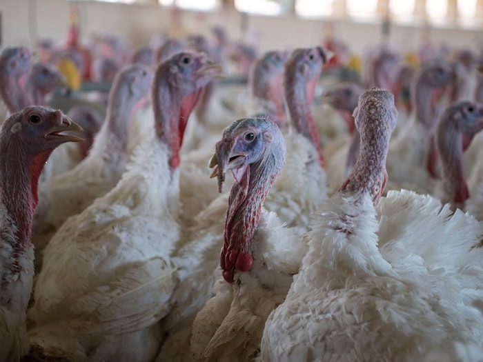 Geflügelpest-Ausbruch in Putenmastbetrieb in Drasdo (Landkreis Elbe-Elster)