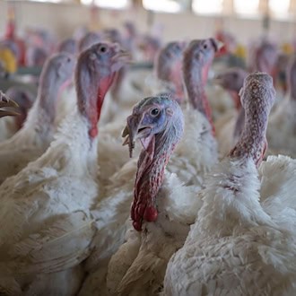 Nach einem Ausbruch der Geflügelpest in Drasdo hat das Veterinäramt Schutz- und Überwachungszonen eingerichtet. (Symbolbild)  / Foto: Philip Dulian/dpa