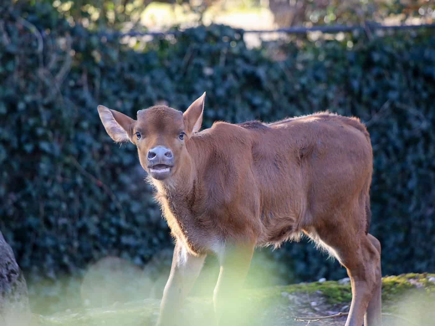 Am 26. Januar erblickte das Jungtier das Licht der Welt. / Foto: -/Zoo Berlin/dpa