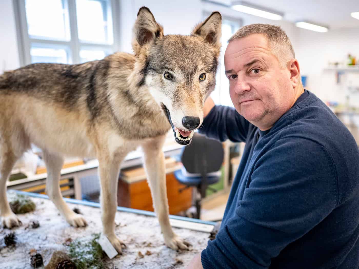 Tierpräparator Christian Blumenstein mit Wölfin «Bella». / Foto: Fabian Sommer/dpa