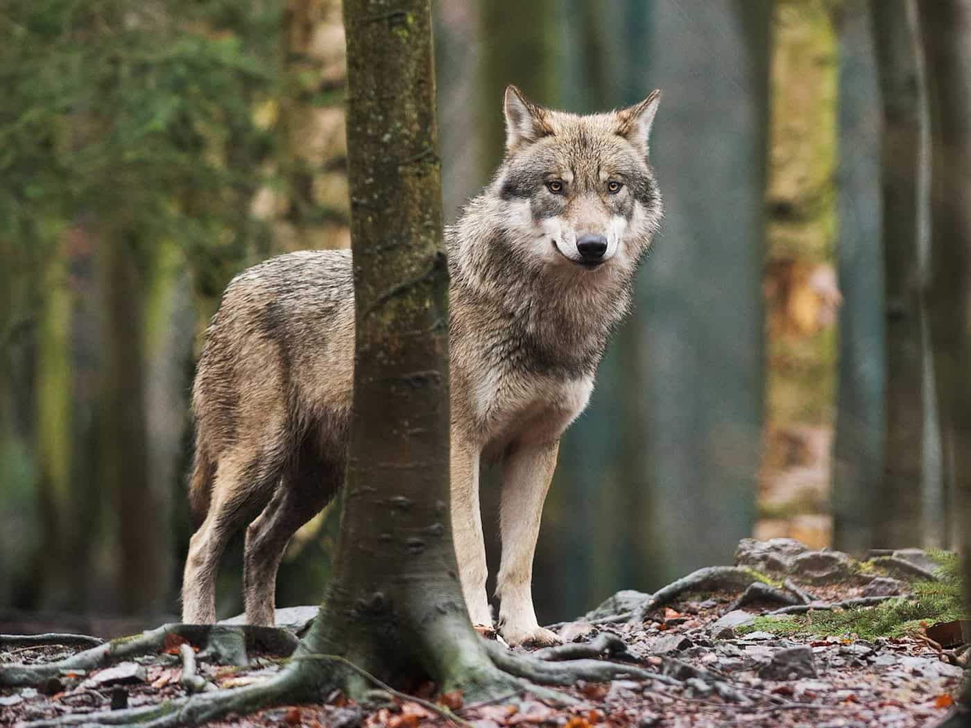 Wölfe können künftig leichter geschossen werden - es soll Jagdzeiten in Deutschland geben. (Symbolbild) / Foto: Klaus-Dietmar Gabbert/dpa-Zentralbild/dpa