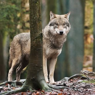 Wölfe können künftig leichter geschossen werden - es soll Jagdzeiten in Deutschland geben. (Symbolbild) / Foto: Klaus-Dietmar Gabbert/dpa-Zentralbild/dpa