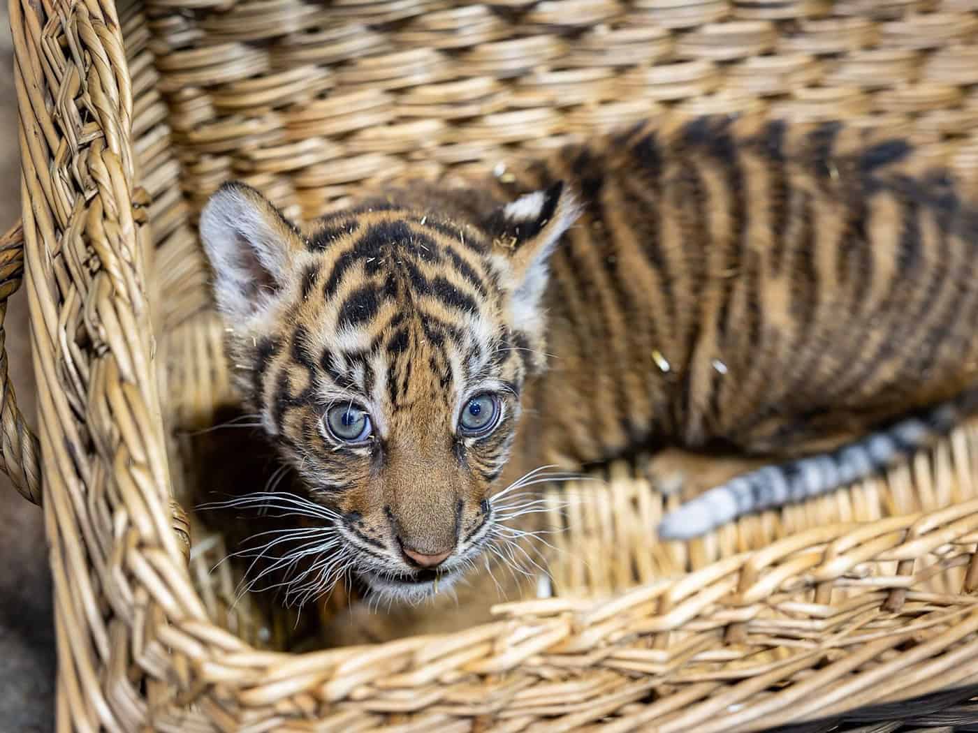 Sie heißt Lily: Das junge Sumatra-Tiger-Weibchen im Tierpark Berlin hat einen Namen bekommen. (Archivbild) / Foto: -/Tierpark Berlin/dpa
