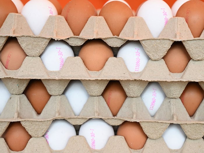 Die Eierproduktion sank zuletzt in Brandenburg etwas. (Symbolbild) / Foto: Arne Dedert/dpa