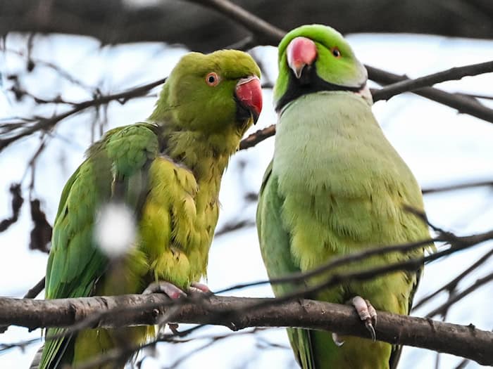 Die beiden Sittiche könnten sich aus Sicht einer Forscherin in Berlin ausbreiten. (Archivbild) / Foto: Jens Kalaene/dpa