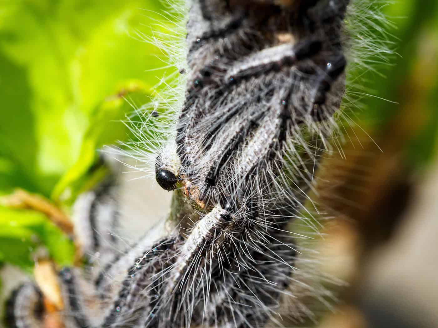 Die feinen Brennhaare der Eichenprozessionsspinner können leicht brechen und vom Wind über weite Strecken verbreitet werden. (Symbolbild) / Foto: Soeren Stache/dpa
